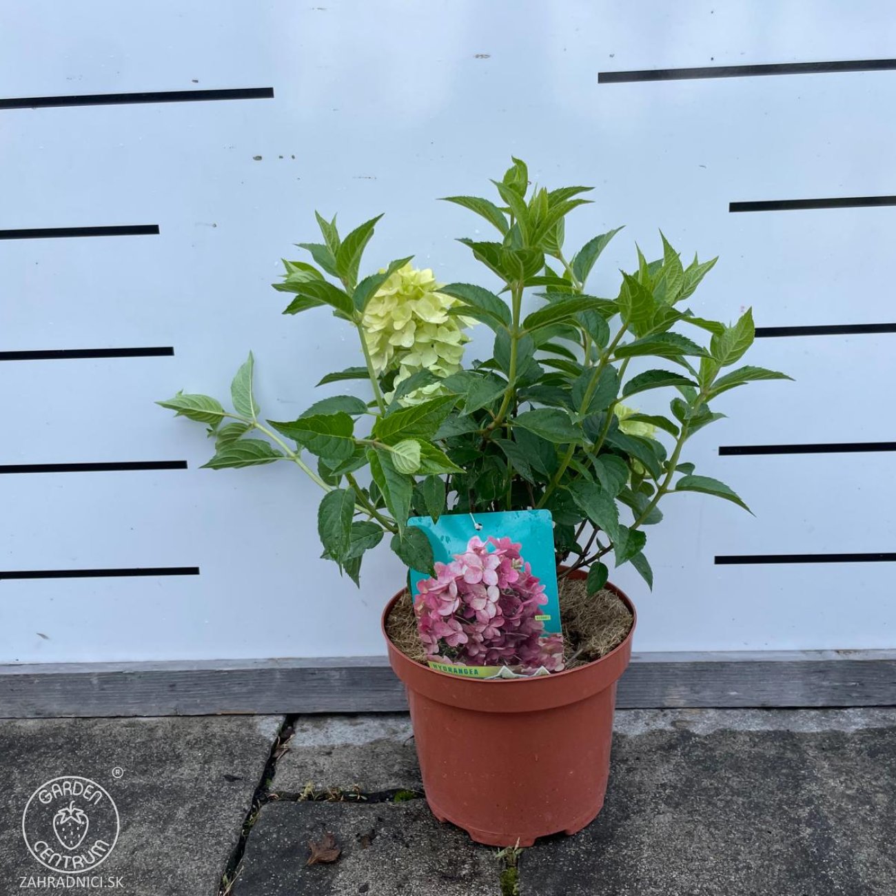 Obrázok Hortenzia metlinatá (Hydrangea paniculata) ‘PETITE STAR’® - výška 30-40 cm, kont. C2L